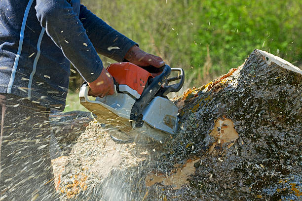 Best Tree Mulching Services  in USA